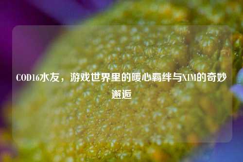 COD16水友,游戏世界里的暖心羁绊与XIM的奇妙邂逅