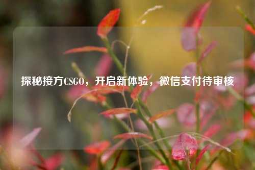 探秘接方CSGO,开启新体验,微信支付待审核